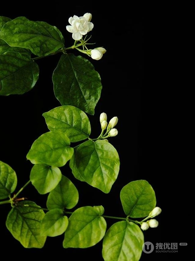 清新的茉莉花图片，就如同它的花语给人清纯、纯洁、质朴的感觉