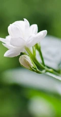 清新的茉莉花图片，就如同它的花语给人清纯、纯洁、质朴的感觉