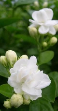 清新的茉莉花图片，就如同它的花语给人清纯、纯洁、质朴的感觉