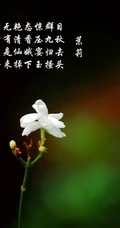清新的茉莉花图片，就如同它的花语给人清纯、纯洁、质朴的感觉