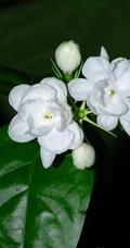 清新的茉莉花图片，就如同它的花语给人清纯、纯洁、质朴的感觉