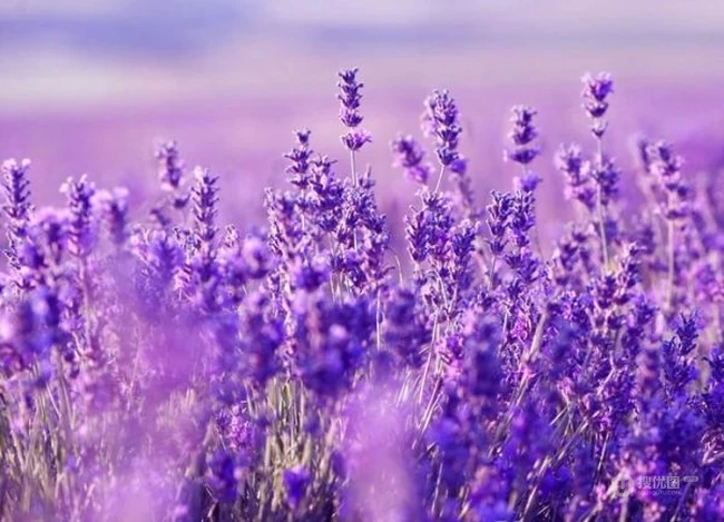 薰衣草图片，可提炼薰衣草精油的户外薰衣草唯美图片