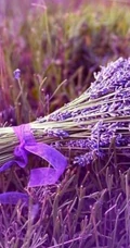 薰衣草图片，可提炼薰衣草精油的户外薰衣草唯美图片