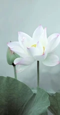 荷花图片，盛开的荷花，莲蓬唯美好看图片