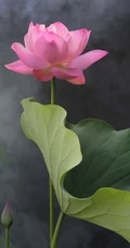荷花图片，盛开的荷花，莲蓬唯美好看图片