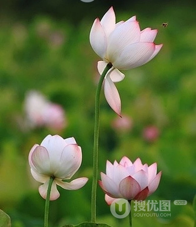 清新淡雅的荷花花朵静距离好看唯美图片
