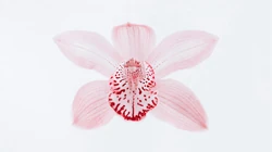白色背景为主的清新好看花卉花朵高清桌面壁纸美图