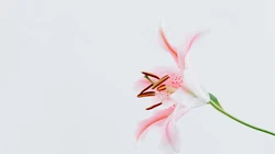 白色背景为主的清新好看花卉花朵高清桌面壁纸美图