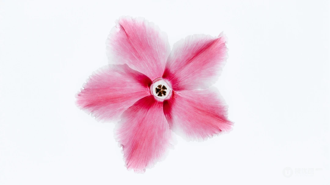 白色背景为主的清新好看花卉花朵高清桌面壁纸美图