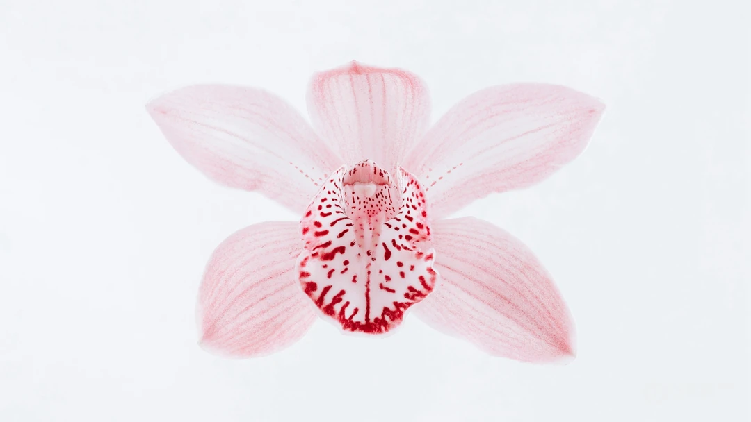 白色背景为主的清新好看花卉花朵高清桌面壁纸美图