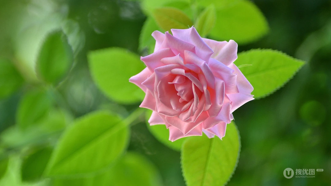 白色背景为主的清新好看花卉花朵高清桌面壁纸美图