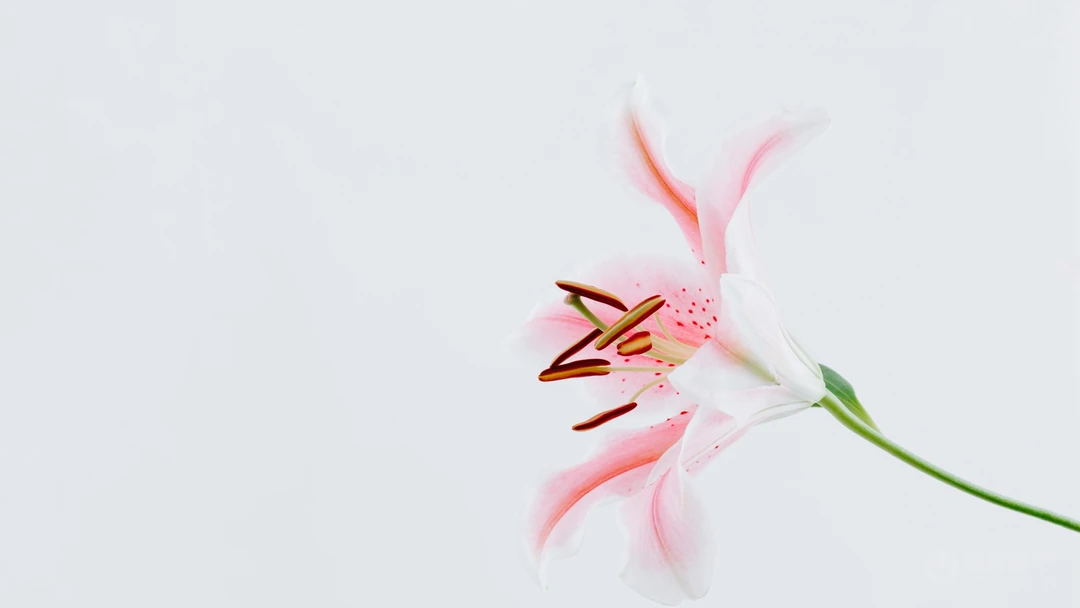 白色背景为主的清新好看花卉花朵高清桌面壁纸美图