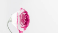 白色背景为主的清新好看花卉花朵高清桌面壁纸美图