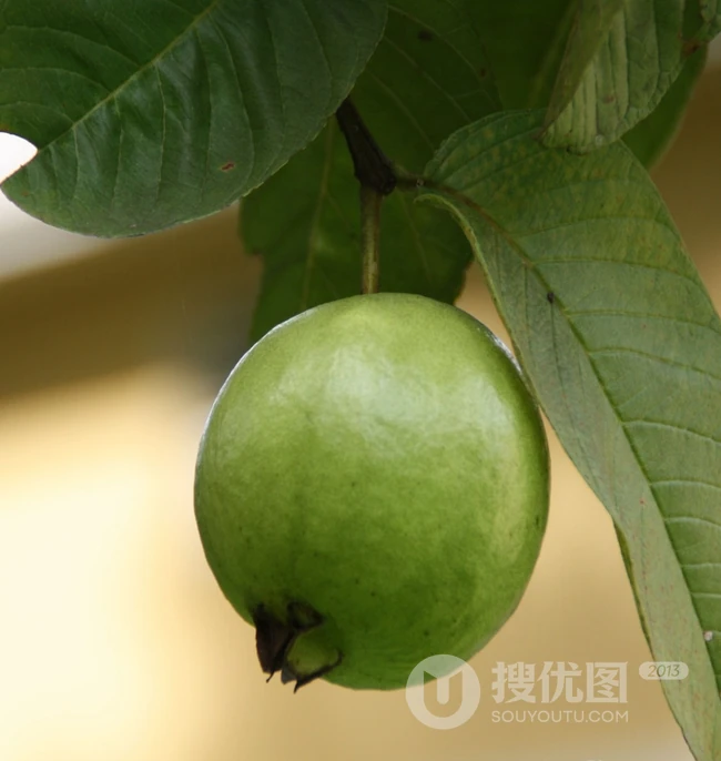 芭乐图片，台湾红心芭乐果高清唯美图片 第8张