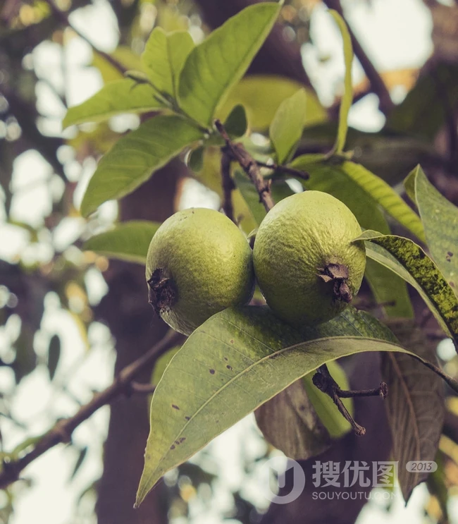 芭乐图片，台湾红心芭乐果高清唯美图片 第7张