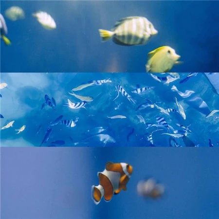 蓝色的海洋以及海洋生物壮阔美丽好看风景图片