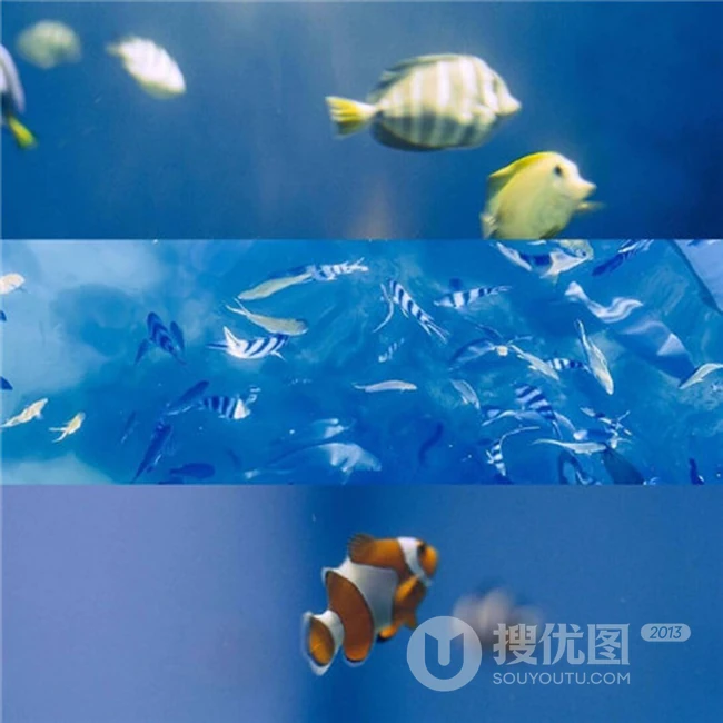 蓝色的海洋以及海洋生物壮阔美丽好看风景图片