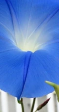 牵牛花图片，爱情永固花语的牵牛花唯美图片