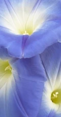 牵牛花图片，爱情永固花语的牵牛花唯美图片