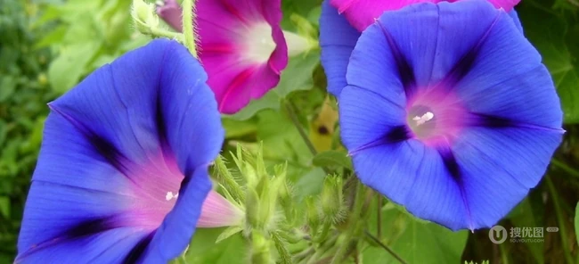 牵牛花图片，爱情永固花语的牵牛花唯美图片
