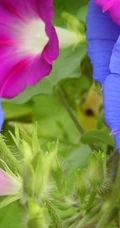 牵牛花图片，爱情永固花语的牵牛花唯美图片