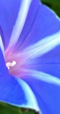牵牛花图片，爱情永固花语的牵牛花唯美图片