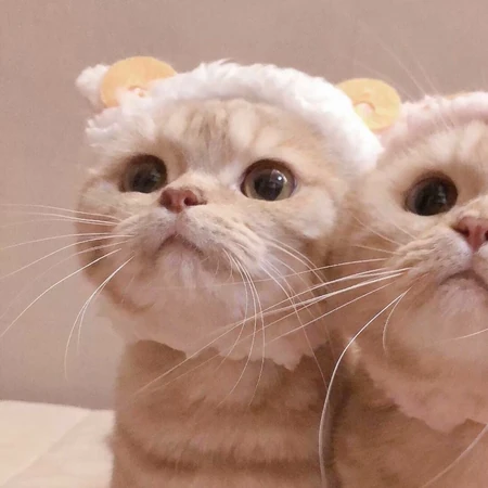 大眼萌猫一人一半的情侣头像