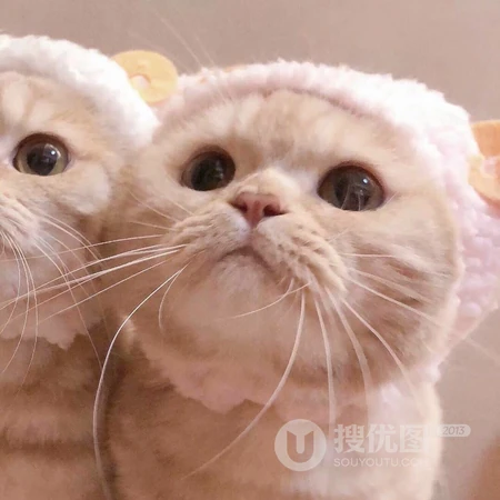 大眼萌猫一人一半的情侣头像