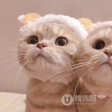 大眼萌猫一人一半的情侣头像