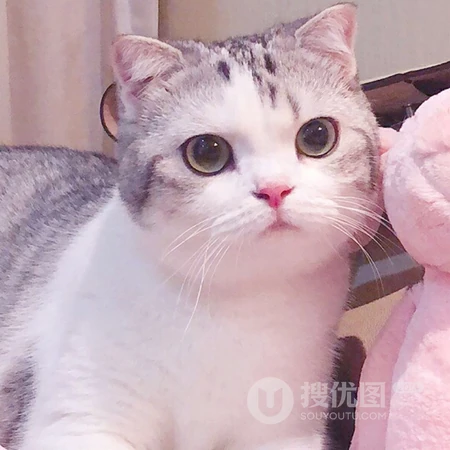 大眼萌猫一人一半的情侣头像
