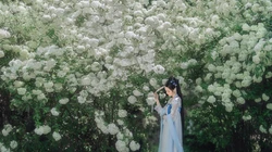撑着油纸伞赏菊的汉服古风小姐姐高清壁纸