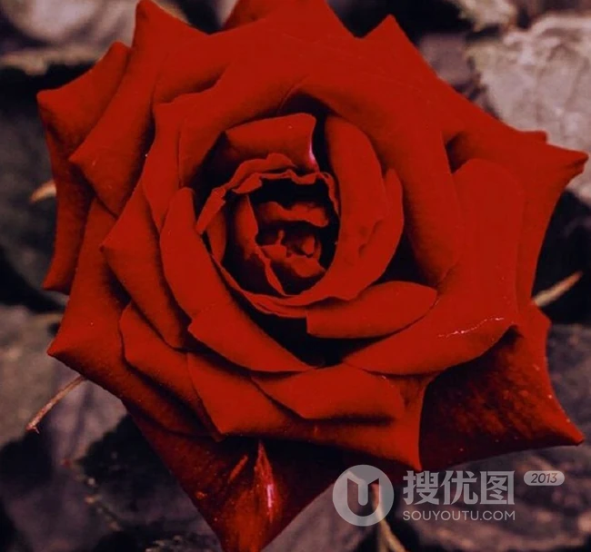娇艳欲滴的玫瑰花，红色的玫瑰花唯美摄影图片