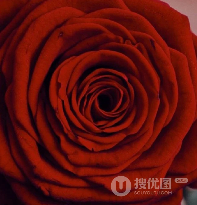 娇艳欲滴的玫瑰花，红色的玫瑰花唯美摄影图片