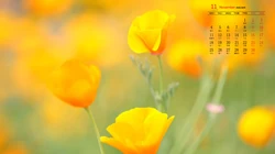 精选花朵花卉类清新唯美19年11月日历桌面壁纸图片