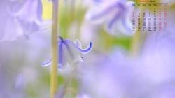 精选花朵花卉类清新唯美19年11月日历桌面壁纸图片