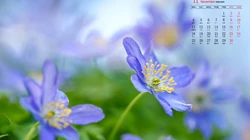 精选花朵花卉类清新唯美19年11月日历桌面壁纸图片
