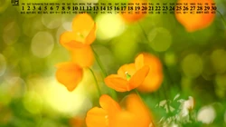 精选花朵花卉类清新唯美19年11月日历桌面壁纸图片