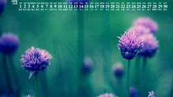 精选花朵花卉类清新唯美19年11月日历桌面壁纸图片