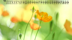 精选花朵花卉类清新唯美19年11月日历桌面壁纸图片