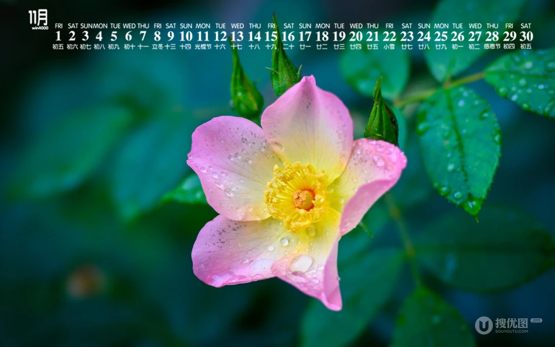 精选花朵花卉类清新唯美19年11月日历桌面壁纸图片