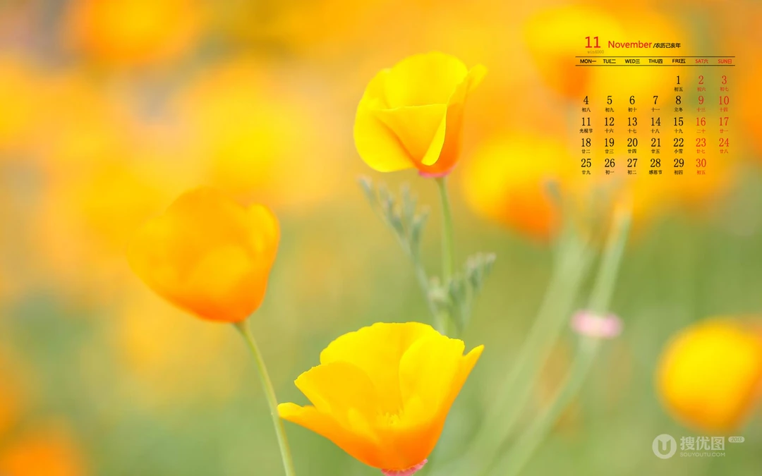 精选花朵花卉类清新唯美19年11月日历桌面壁纸图片