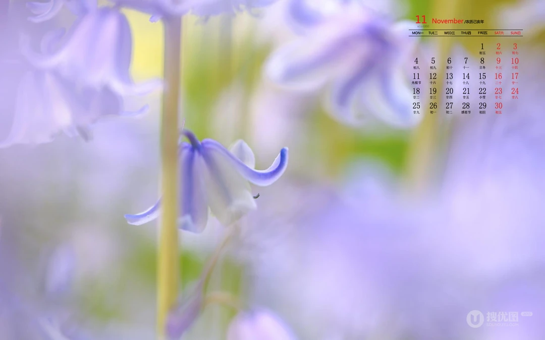 精选花朵花卉类清新唯美19年11月日历桌面壁纸图片