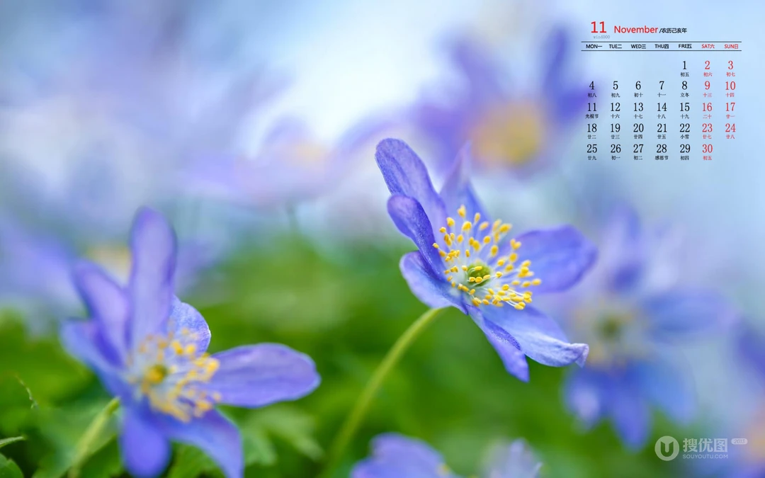 精选花朵花卉类清新唯美19年11月日历桌面壁纸图片