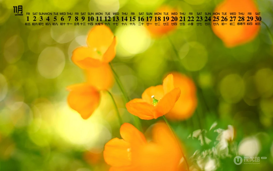 精选花朵花卉类清新唯美19年11月日历桌面壁纸图片