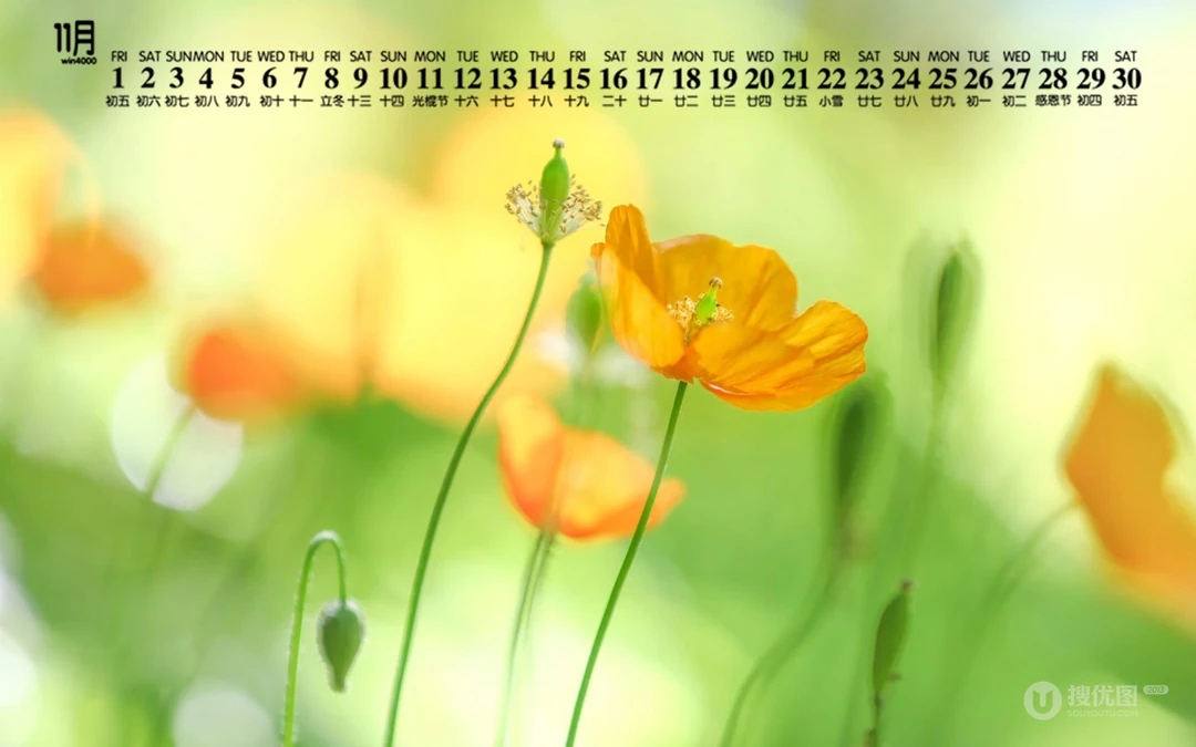 精选花朵花卉类清新唯美19年11月日历桌面壁纸图片