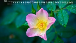 精选花朵花卉类清新唯美19年11月日历桌面壁纸图片