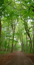 绿色森林和森林里的水流手机壁纸