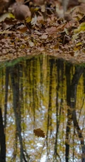 绿色森林和森林里的水流手机壁纸