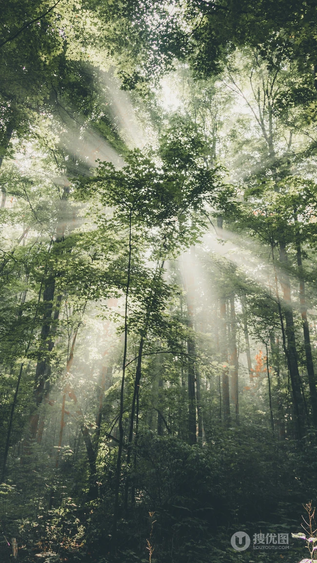 迷雾下的森林手机壁纸图片，太美了