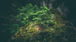 绿色的唯美的森林清新护眼壁纸图片